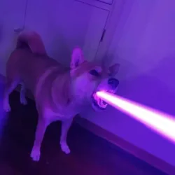 Doge Memes™